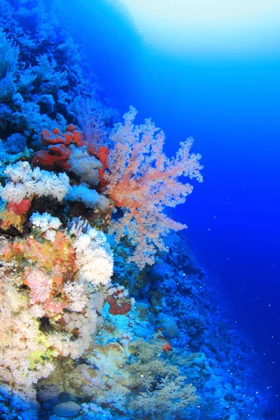 Meereslebewesen im Roten Meer — Stockfoto