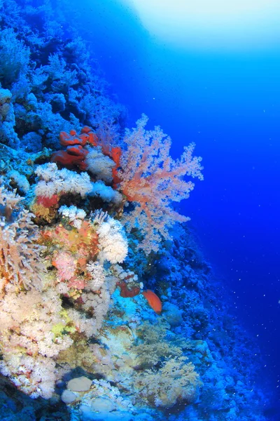 La vida marina en el mar rojo — Foto de Stock