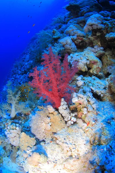 Vida marinha no mar vermelho — Fotografia de Stock