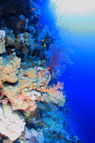 Vita marina nel mare rosso — Foto Stock