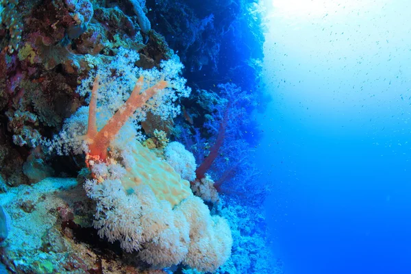 Marine Life in the Red Sea — Stock Photo, Image