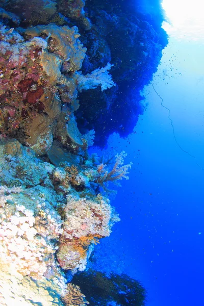 Marine Life in the Red Sea — Stock Photo, Image