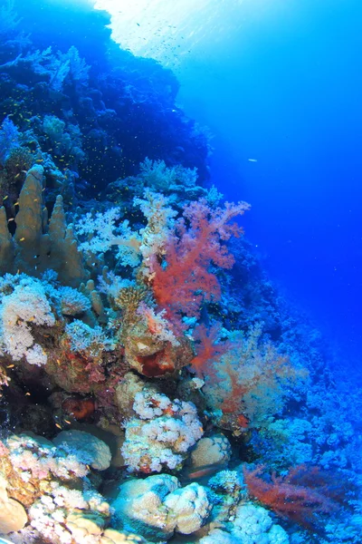 紅海での海洋生物 — ストック写真