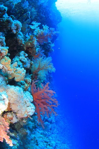 Vita marina nel mare rosso — Foto Stock