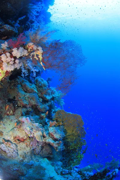 Marine Life in the Red Sea — Stock Photo, Image