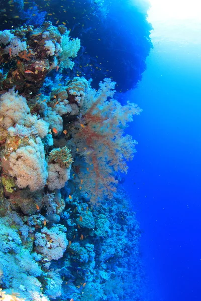 Meereslebewesen im Roten Meer — Stockfoto