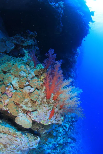 Vita marina nel mare rosso — Foto Stock