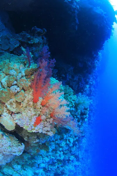 Marine Life in the Red Sea — Stock Photo, Image