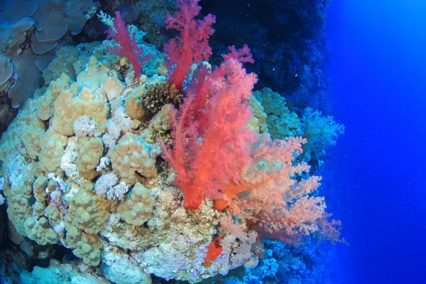 Marine Life in the Red Sea — Stock Photo, Image