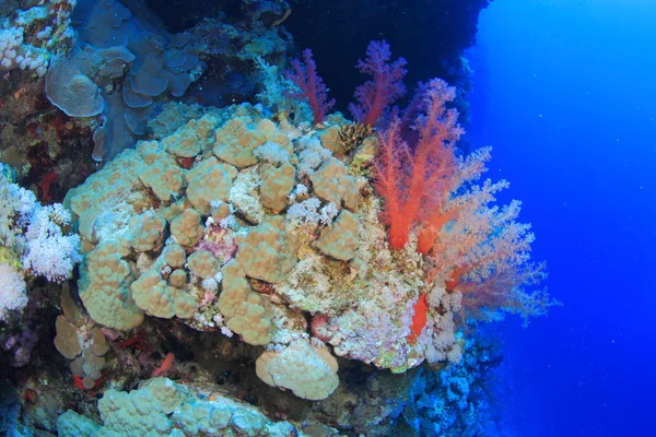 紅海での海洋生物 — ストック写真