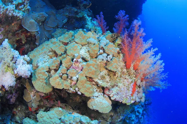 紅海での海洋生物 — ストック写真