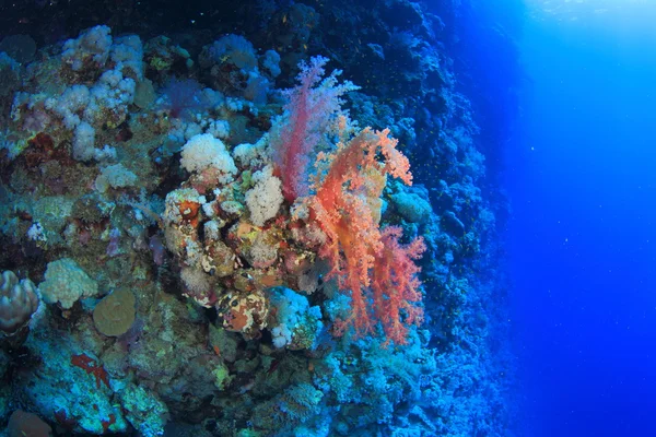 Marine Life in the Red Sea — Stock Photo, Image