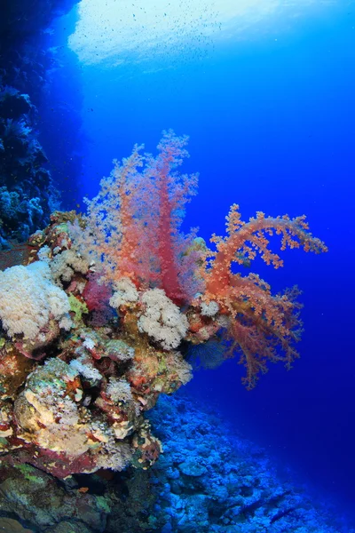 Marine Life in the Red Sea — Stock Photo, Image