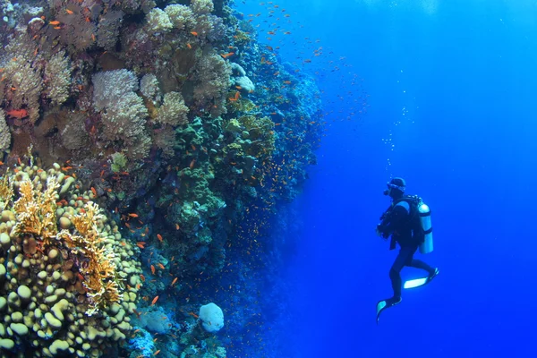 La vida marina en el mar rojo — Foto de Stock