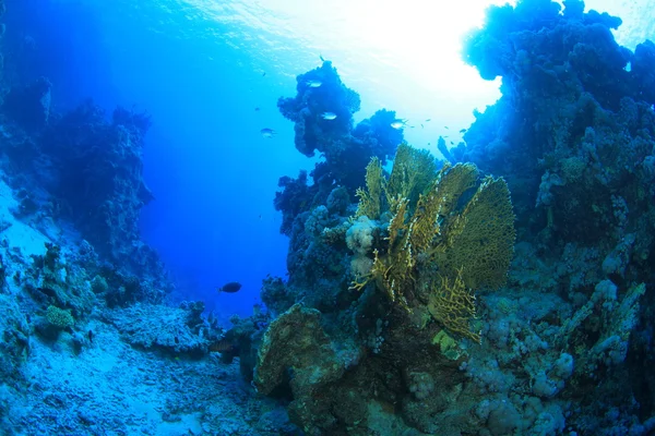 Marine Life in the Red Sea — Stock Photo, Image