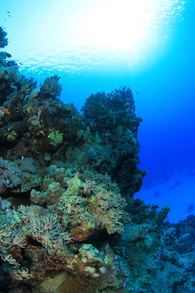 Zeeleven in de rode zee — Stockfoto