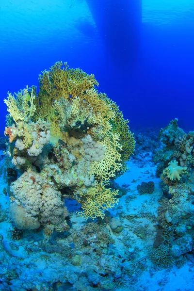 Vita marina nel mare rosso — Foto Stock