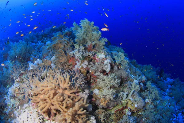 紅海での海洋生物 — ストック写真