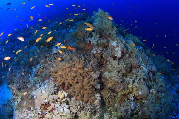 Vida marinha no mar vermelho — Fotografia de Stock