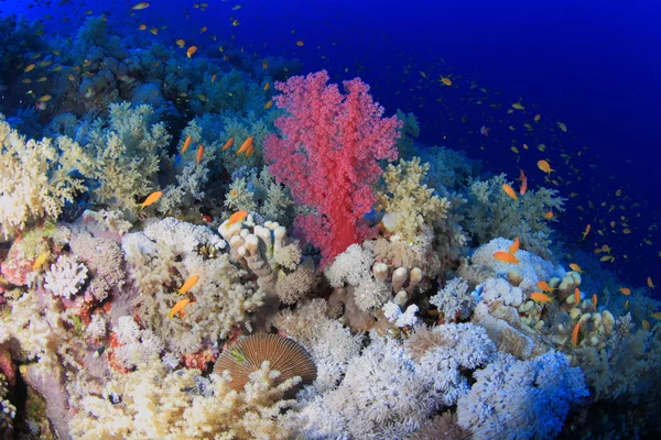 Marine Life in the Red Sea — Stock Photo, Image