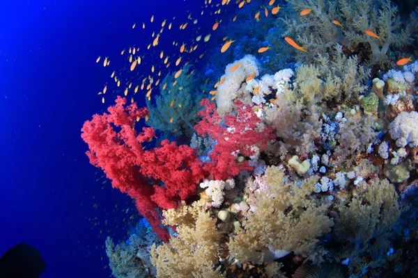 Marine Life in the Red Sea — Stock Photo, Image