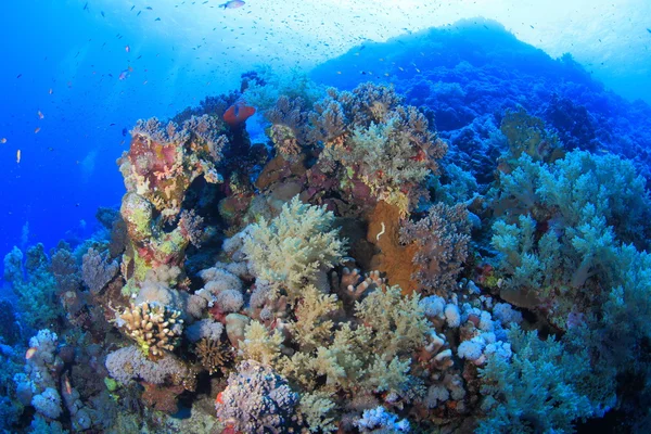 Zeeleven in de rode zee — Stockfoto