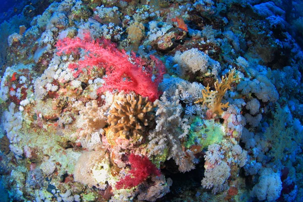 Marine Life in the Red Sea — Stock Photo, Image