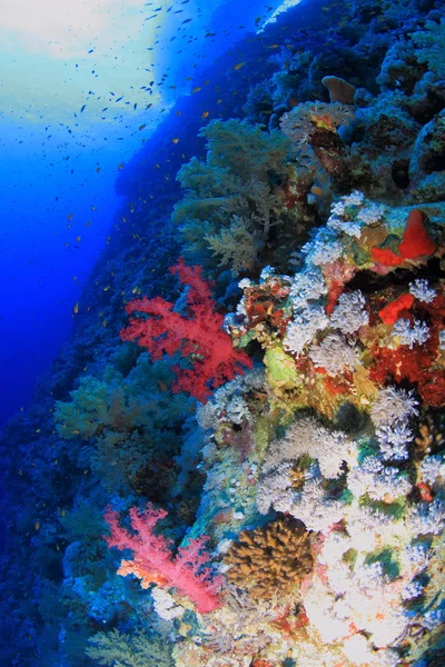 La vida marina en el mar rojo — Foto de Stock