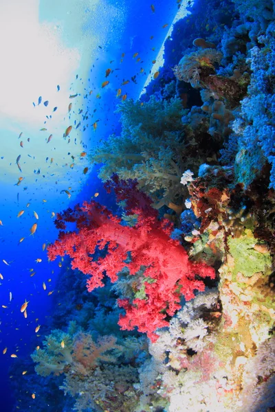Θαλάσσια ζωή στην κόκκινη θάλασσα — Φωτογραφία Αρχείου