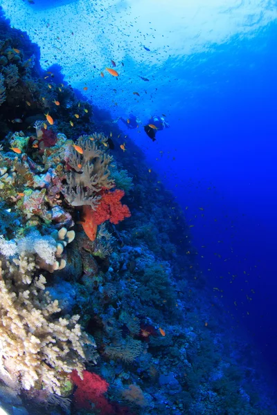 Vita marina nel mare rosso — Foto Stock