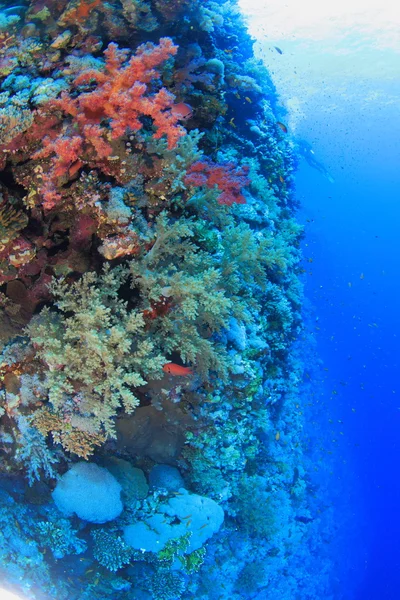 Vita marina nel mare rosso — Foto Stock