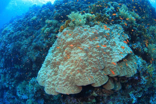 Marine Life in the Red Sea — Stock Photo, Image