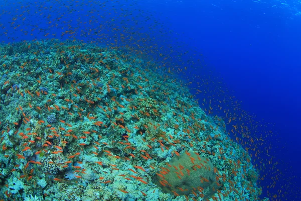 La vida marina en el mar rojo — Foto de Stock