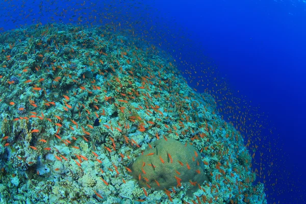 Marine Life in the Red Sea — Stock Photo, Image