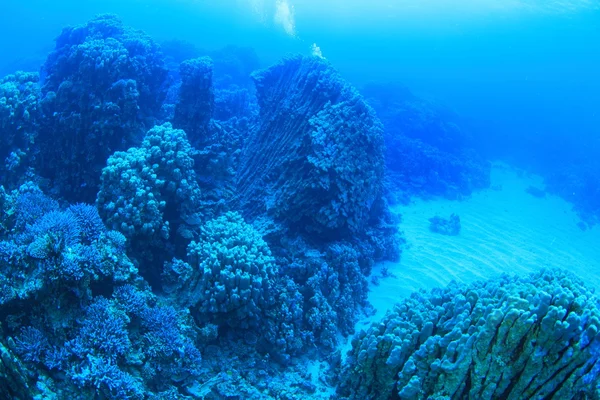 Морской флоры и фауны Красного моря — стоковое фото