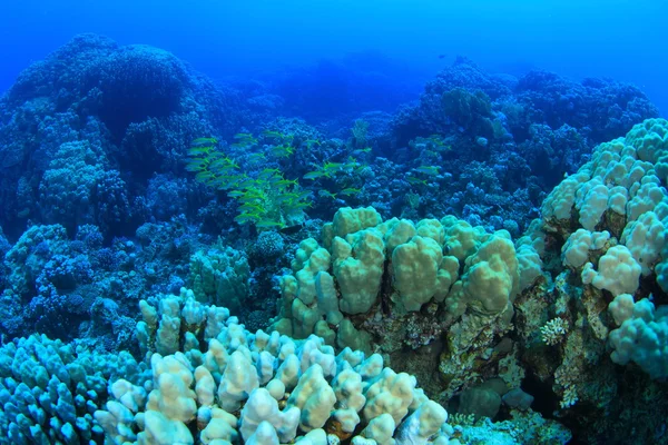 Kızıl denizdeki deniz yaşamı