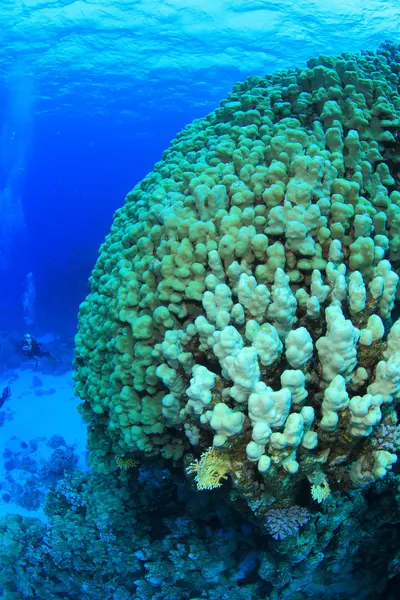 Marine Life in the Red Sea — Stock Photo, Image