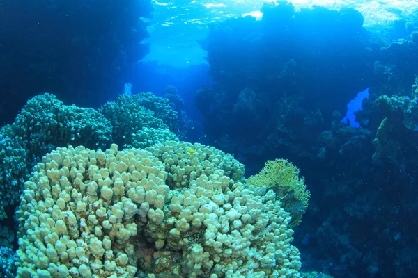 紅海での海洋生物 — ストック写真