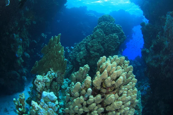 Vie marine dans la mer rouge — Photo