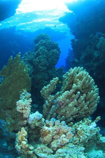 Marine Life in the Red Sea — Stock Photo, Image