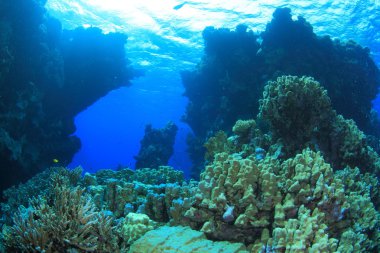 Kızıl denizdeki deniz yaşamı