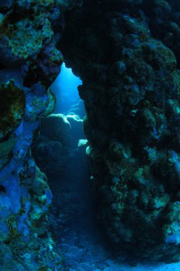 Kızıl denizdeki deniz yaşamı