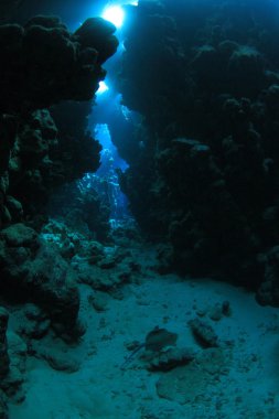 Kızıl denizdeki deniz yaşamı