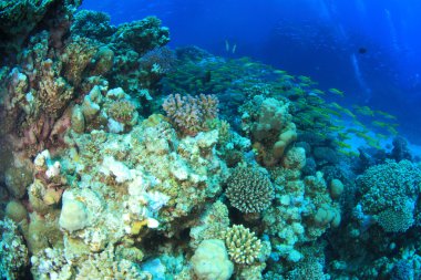 Kızıl denizdeki deniz yaşamı