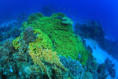 Kızıl denizdeki deniz yaşamı