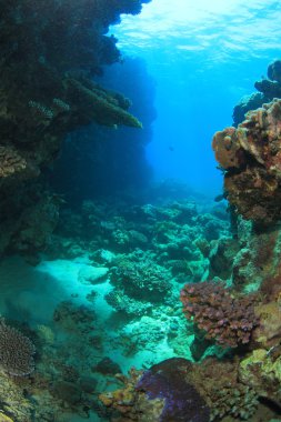 Kızıl denizdeki deniz yaşamı