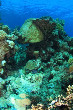 Kızıl denizdeki deniz yaşamı