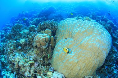 Kızıl denizdeki deniz yaşamı