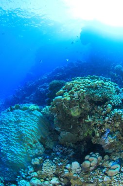 Kızıl denizdeki deniz yaşamı