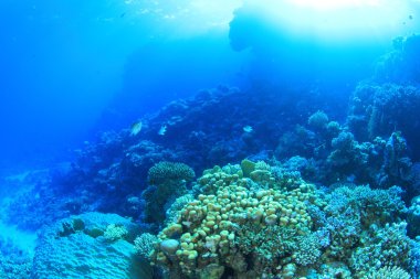 Kızıl denizdeki deniz yaşamı